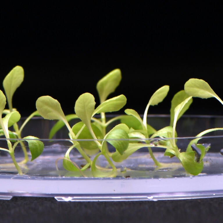 Plants growing in an electrolyzed medium containing acetate that replaces natural photosynthesis